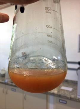 A rotina de extração consistiu em transferir uma quantidade de caldo bruto do pigmento a um funil de separação, no qual foi adicionado solvente orgânico para a extração.