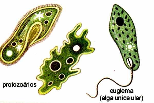 aparecimento de formas de vida mais complexas (organismos