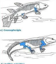 Era Paleozoica Os mares do período Devoniano foram dominados por peixes com