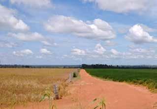 vada com soja é de 311,7 mil hectares.