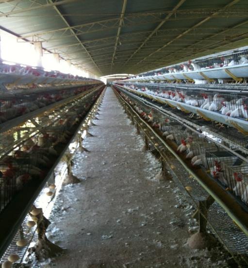 No sistema de produção de ovos, a propriedade possui 40.000 aves (22.000 produzindo e 18.000 em fase de crescimento) que produzem 410.400 ovos por mês e consomem 56 toneladas de ração mensais.