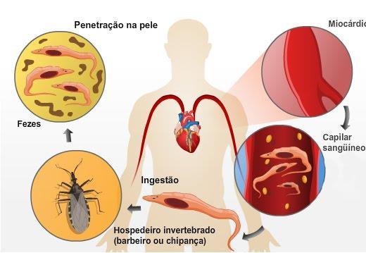 Prevenção: combate ao vetor; tratamento dos doentes.