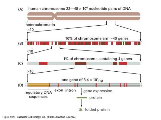 Evolução Humana - Módulo 6 Projeto Genoma Humano iniciou em 1990 Genômica e Desenvolvimento Tamanhos de