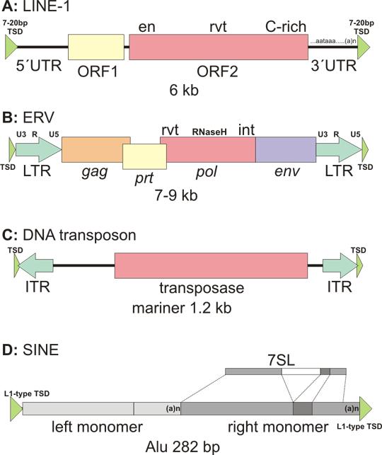 representados Micro RNA (mirna) Família de pequenos RNAs de 21 25 nucleotídeos que regulam negativamente a expressão gênica no nível pós-transcricional.