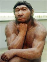 extintos: Neandertal Evolução