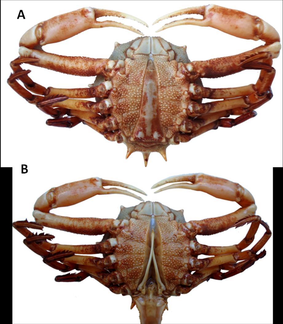 Figura 3. Exemplar de macho adulto (A) de Persephona lichtensteinii e na figura B o gonópodo totalmente desenvolvido dos machos.