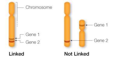 Segregação independente e ligação Genes ligados: genes em um mesmo cromossomo em loci próximos Segregação Independente de Mendel genes localizados em cromossomos