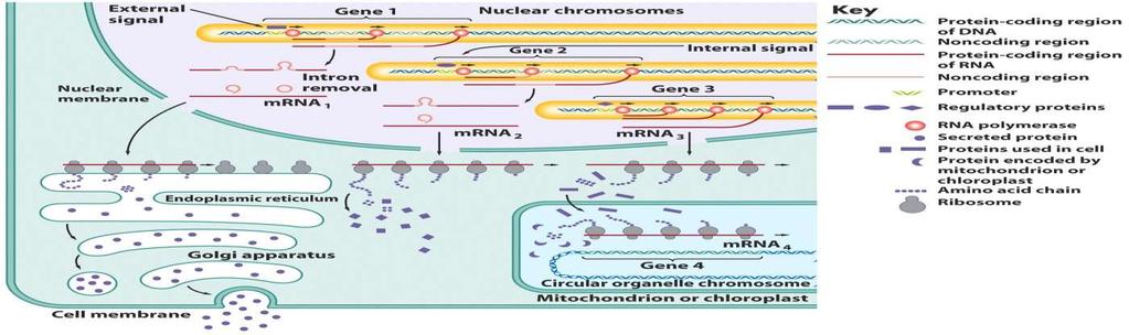 Ação do gene em uma célula