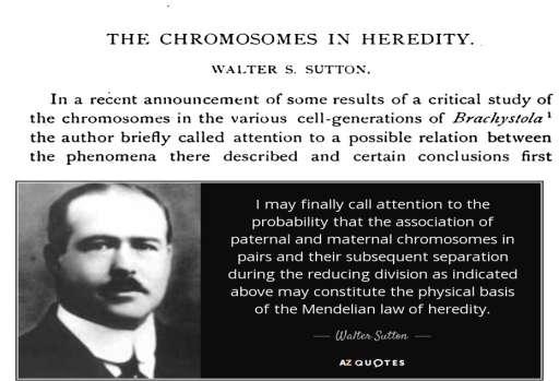 Fatores mendelianos nos cromossomos (1902) Walter Sutton e Theodor Boveri. Conjunto cromossômico diploide.