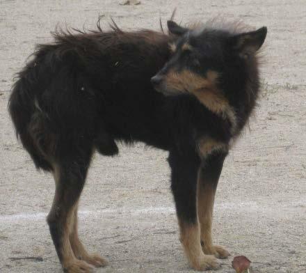 ambiental por dejetos caninos nas vias públicas de Santarém continua a ser uma constante