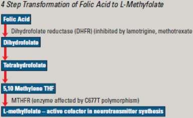 Referências Científicas O ácido fólico, a vitamina B9, é a forma sintética do L-metil folato. E portanto, precisa ser metabolizada para que se torne ativa.