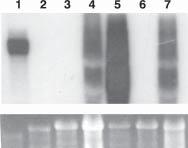 mecanismo de resistência envolvido é o silenciamento gênico póstranscricional e que esse mecanismo já está ativado nas plantas transgênicas antes da inoculação com o vírus (Alfenas et al., 2005).