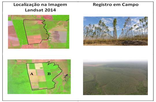 Figura 2 - Exemplo de área de reflorestamento em dois estágios de crescimento.