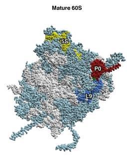 P0 é uma proteína multifuncional Componente estrutural essencial dos ribossomos. Envolvido no reparo do DNA e apoptose.