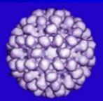 Partículas semelhantes a vírus (VLPs - cápsulas vazias)