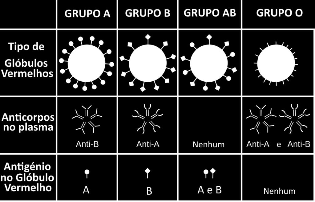 indivíduos com os alelos A e B, apresentam os antigénios A e B à