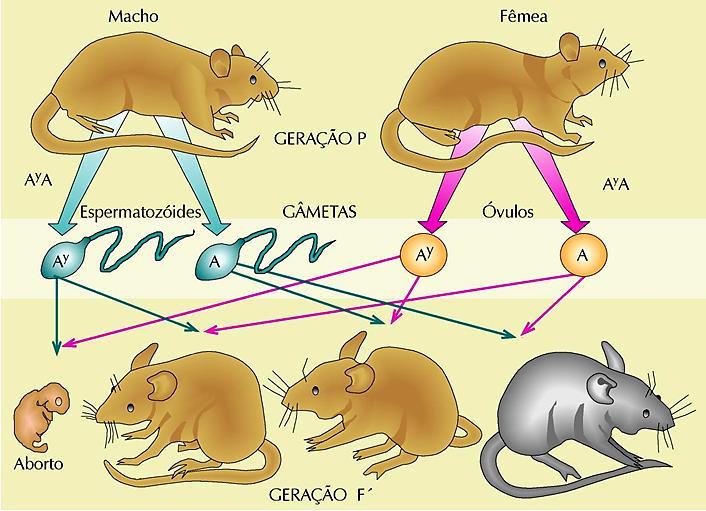 Transmissão das características hereditárias Alelos letais A combinação de determinados alelos pode originar