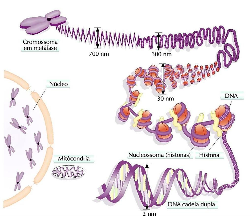 Eucariontes Os cromossomas são formados