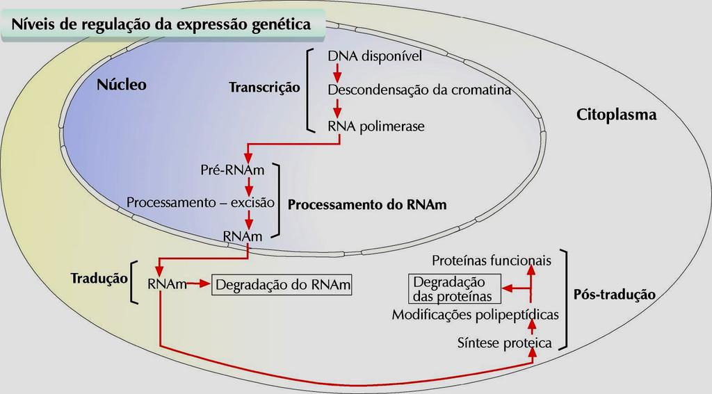 Organização e Regulação dos genes Regulação da expressão dos genes É o principal nível de regulação, pois permite controlar a expressão dos genes, evitando o gasto de energia e compostos para a