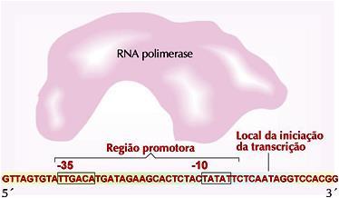 Organização e Regulação dos genes Regulação da expressão dos genes Controlo da Transcrição A cromatina