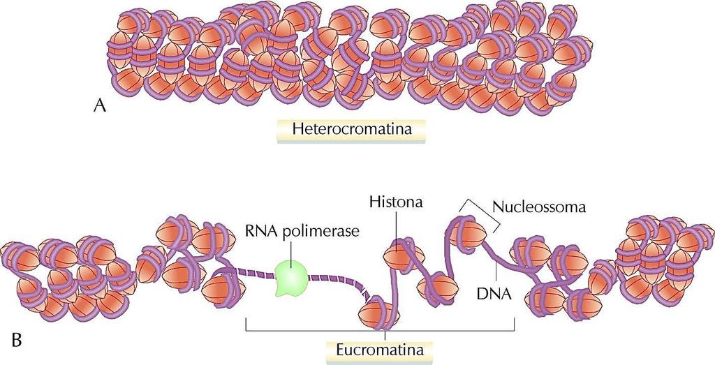 A descondensação, em que ocorre desenrolamento da estrutura, permite o acesso da RNA polimerase, com a