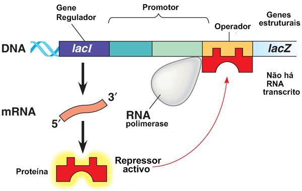 Organização e Regulação dos genes Sem Lactose no meio Regulação da expressão dos genes Controlo da