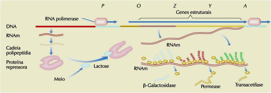 Organização e Regulação dos genes Com Lactose no meio Controlo da Transcrição das enzimas que actuam sobre a lactose O promotor permite a ligação da RNA polimerase.
