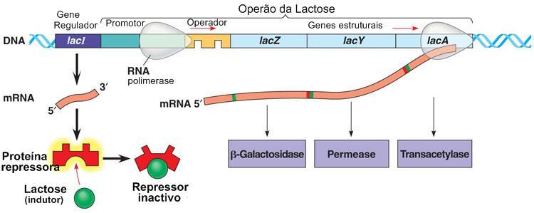 Organização e Regulação dos genes Com Lactose no meio Regulação da expressão dos genes Controlo da Transcrição das enzimas que actuam sobre a lactose Com Lactose no meio: Repressor Inactivo Operão