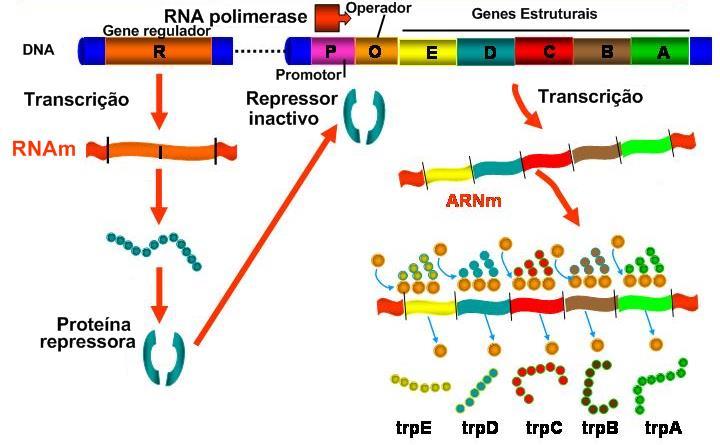 Organização e Regulação dos genes Sem Triptofano no meio Regulação da expressão dos genes
