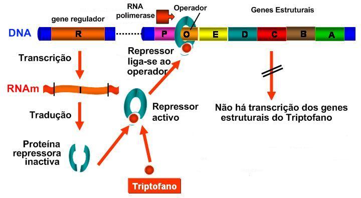 Organização e Regulação dos genes Com Triptofano no meio Regulação da expressão dos genes Controlo da Transcrição do Triptofano Com Triptofano no meio: Repressor Activo Operão Inactivo O triptofano é