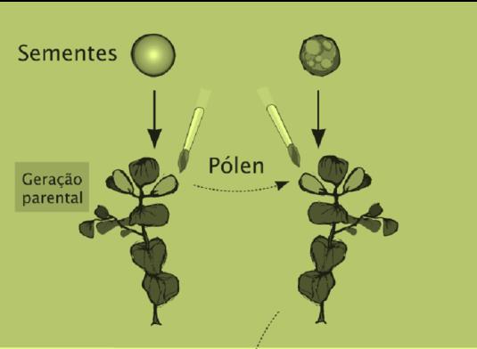 Transmissão das características hereditárias Os trabalhos