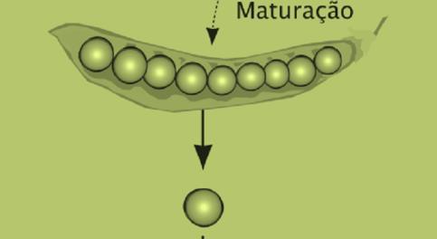 Características: semente lisa ou rugosa.