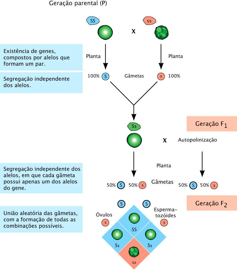 Transmissão das características hereditárias Os trabalhos de Mendel com Monoibridismo Na