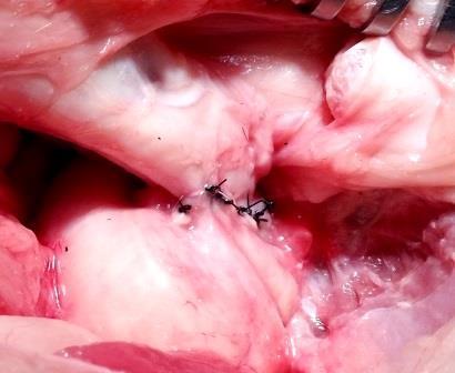 machos. (A) Exposição da uretra membranosa (seta) por tração cranial da vesícula urinária.