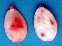 O eixo embrionário apresenta-se com coloração rósea. Figura 8 - Semente de abóbora pertencente à classe 2.