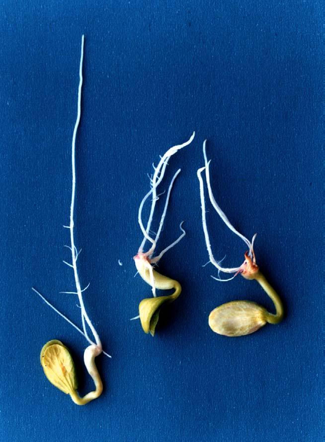 As sementes pertencentes a essa classe podem originar plântulas anormais, ou seja, plântulas que não demonstram potencial para continuar o seu desenvolvimento.