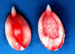 Classe 5 sementes mortas (Figuras 19, 20 e 21) Apresentam-se totalmente com coloração branco leitoso ou vermelho carmim forte, ou ainda amareladas com manchas vermelho carmim.