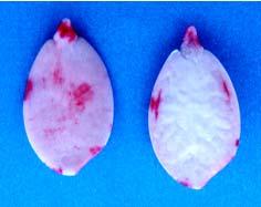 Lesões com coloração róseo intenso também no eixo embrionário, atingindo internamente a região da extremidade da radícula.