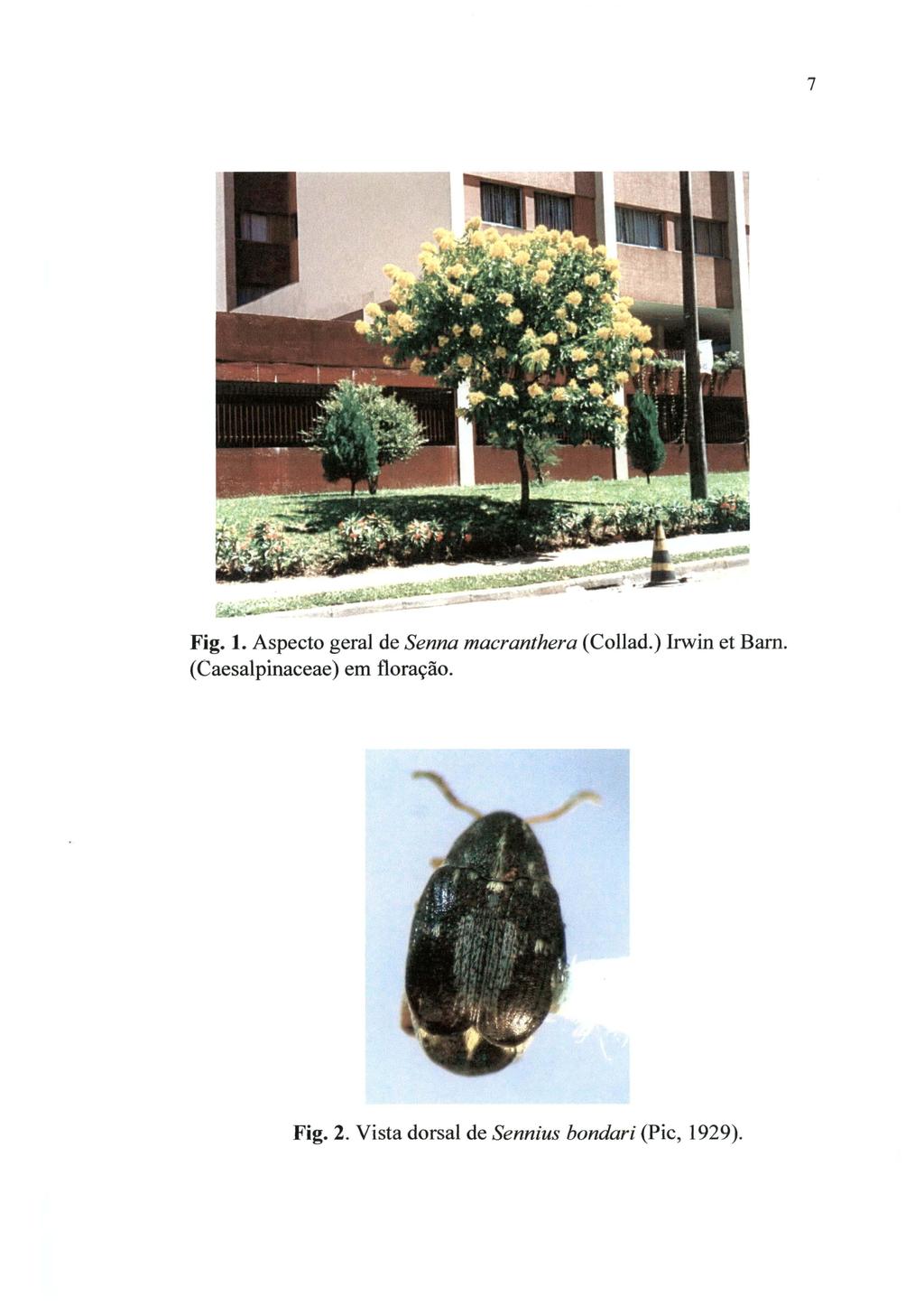 7 Fig. 1. Aspecto geral de Senna macranthera (Collad.) Irwin et Barn.