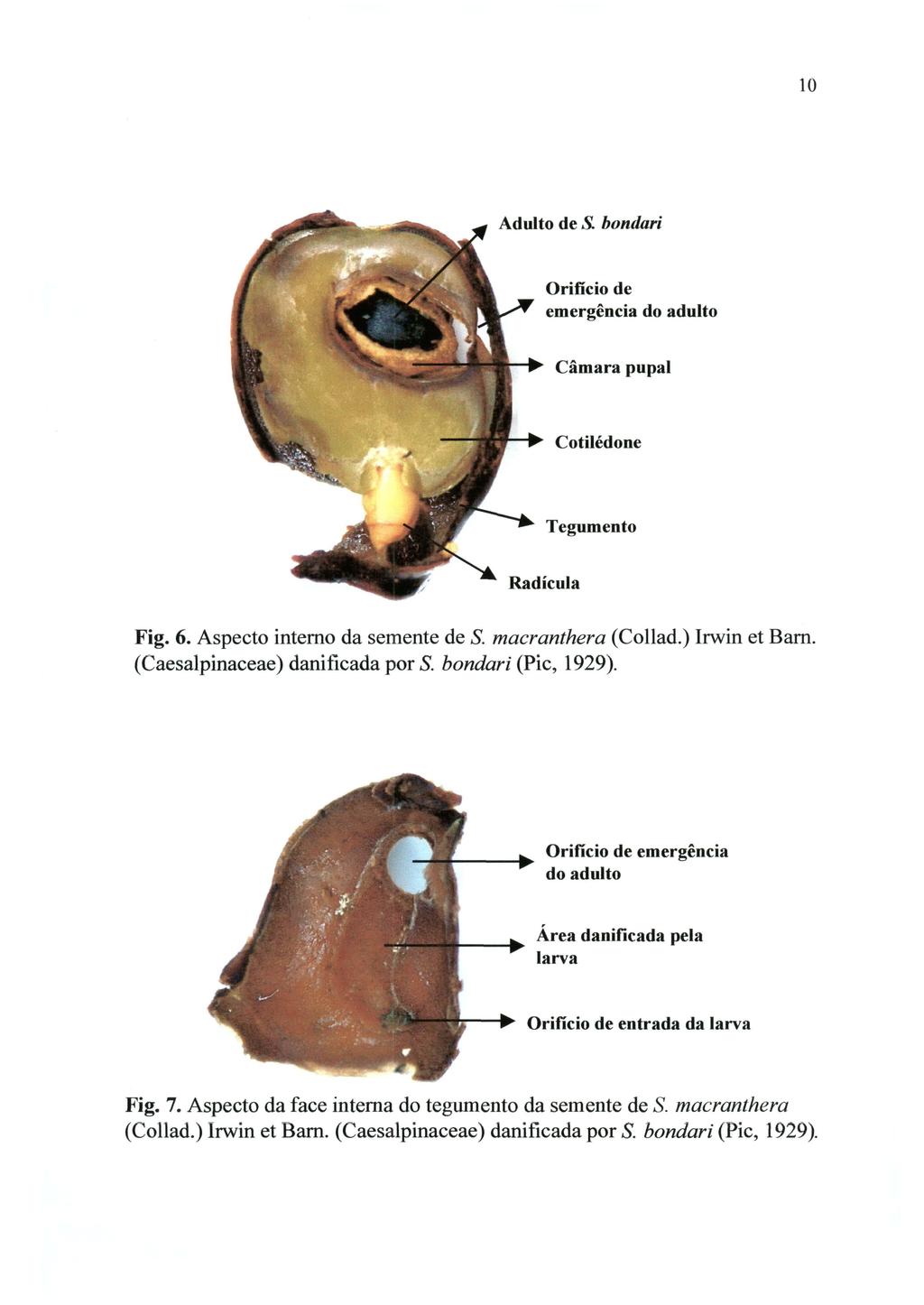 10 Adulto de S. bondari Orificio de emergência do adulto Câmara pupal Cotilédone Tegumento Radícula Fig. 6. Aspecto interno da semente de S. macranthera (Collad.) lrwin et Barn.
