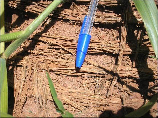 Figura 13. Processo de biodegradação do geotêxtil fornecendo matéria orgânica para o solo no penúltimo mês de monitoramento. Autoria: BEZERRA, J.F.R, 05.02.06. Figura 14.