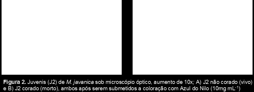 javanica sob microscópio óptico, aumentado de 10x; A0 J2