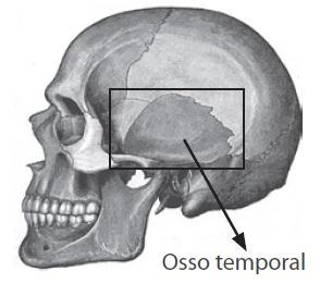 Localização O sistema auditivo está localizado no osso temporal (crânio) e possui duas funções para os seres humanos: o equilíbrio, que