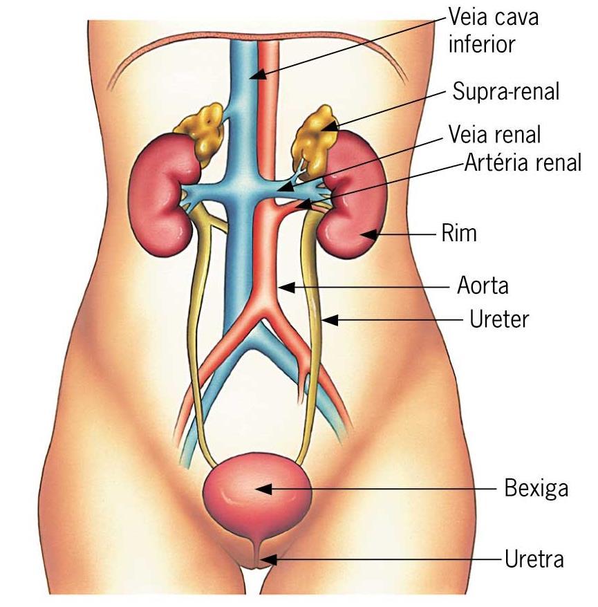 Sistema Urinário