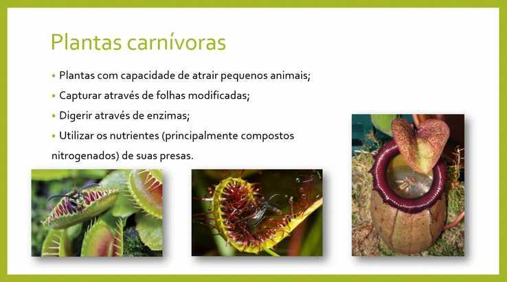 Figura 3: Alguns dos tópicos trabalhados sobre plantas carnívoras. 3.46.