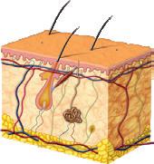 http://www.consulteodermatologista.com/apele.aspx É fundamental que a pele se apresente integral e saudável para cumprir as suas funções e, para isso, contribui a sua hidratação.