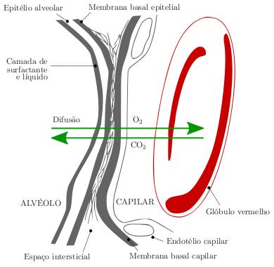 Pulmão Troca de gases O cálculo das pressões nos capilares