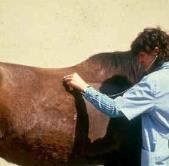 6. EQUINA DIAGNÓSTICO CLÍNICO-EPIDEMIOLÓGICO