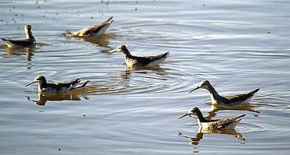 7. AVIÁRIA Vírus da influenza A: Resistencia em águas, reinfecção de aves migratórias Vírus de influenza aviária de baixa