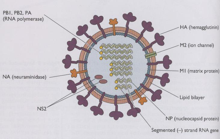 3. VÍRUS DA A Ligação ao receptor celular;